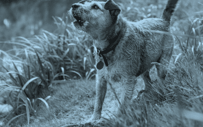 Ask Kari: My neighbor’s dogs are always barking! What do I do?